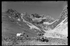 Kuhherde am Grasen dahinter steinige Bergkulisse